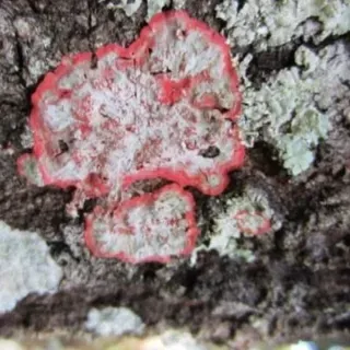 thumbnail for publication: The Life of Lichen
